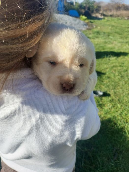 Лабрадор -ретривер _ чистокровні цуценята шукають дім
Ось приклад