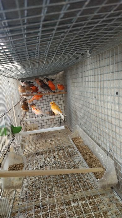 Animais domésticos