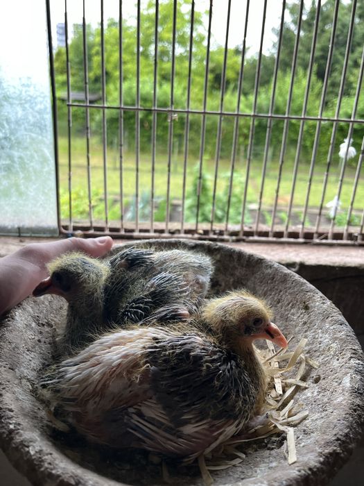 Gołębie pocztowe młode