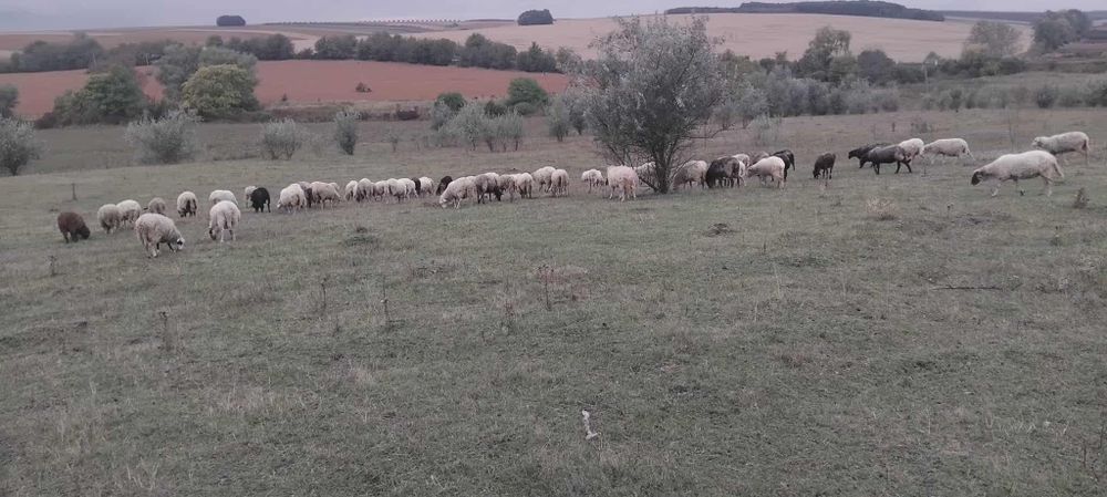 Продам стадо овец