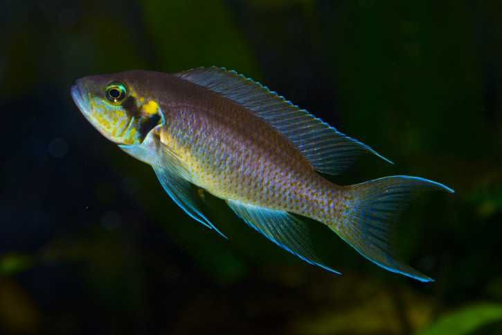 Neolamprologus brichardi Księżniczka z Burundii