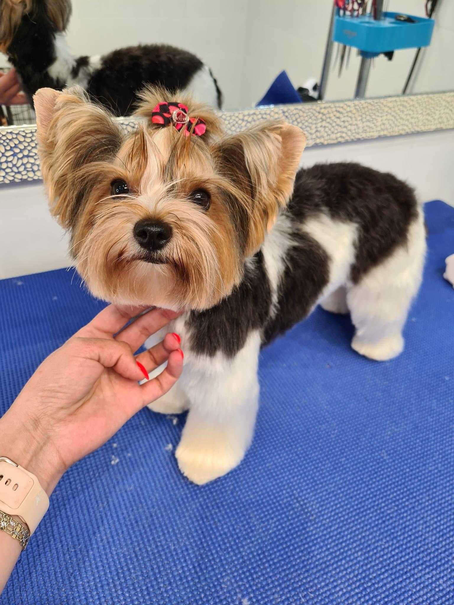 Biewier Yorkshire Terrier