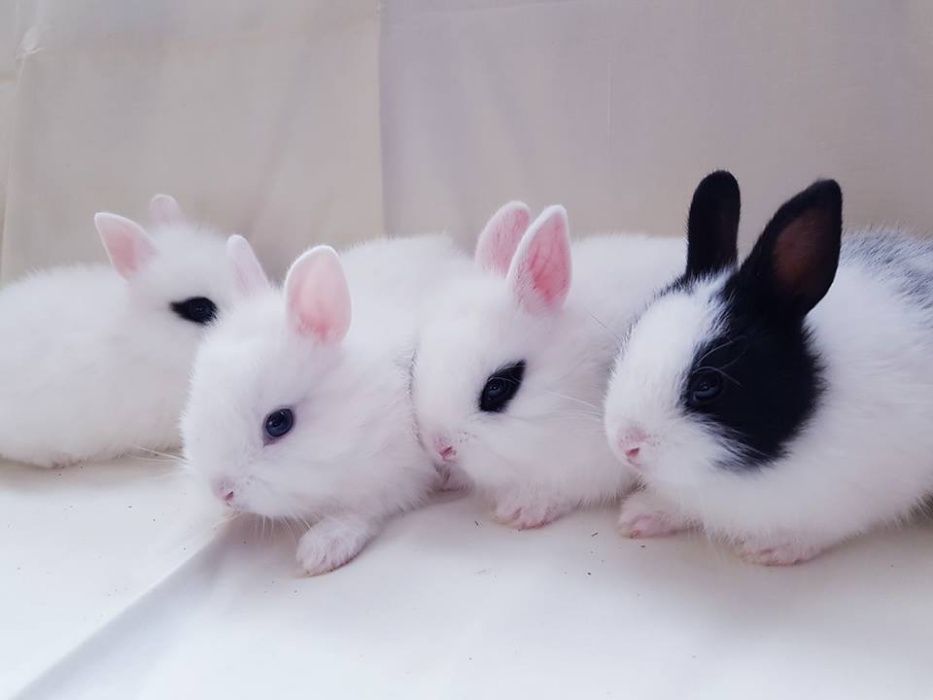 Malutkie Królik króliki miniaturka miniaturki