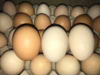 Ovos de galinha (€/dúzia)