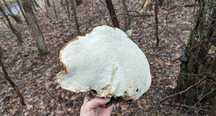 Białoporek brzozowy (Fomitopsis betulina), suszony, 100g.