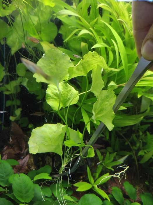 Nymphoides sp. "Taiwan"