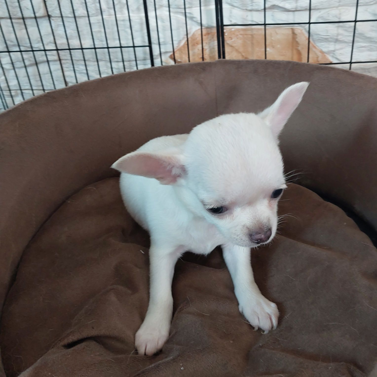 Śliczna suczka chihuahua z rodowodem