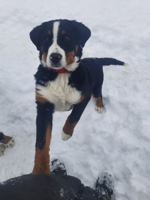 Duży Szwajcarski pies pasterski