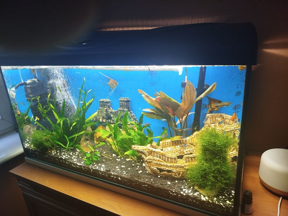 Witam sprzedam akwaria w dobrym stanie