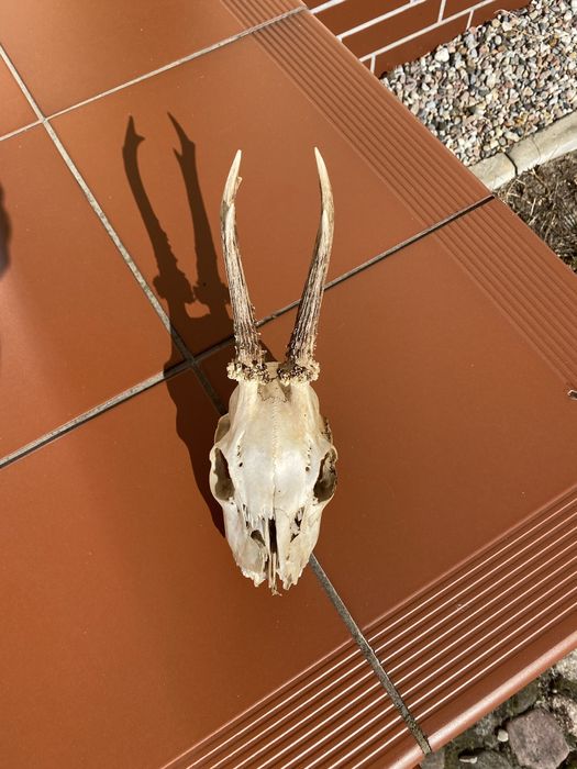 Na sprzedaż posiadam poroże