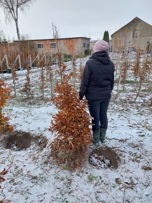 Buk gęsty na żywopłot