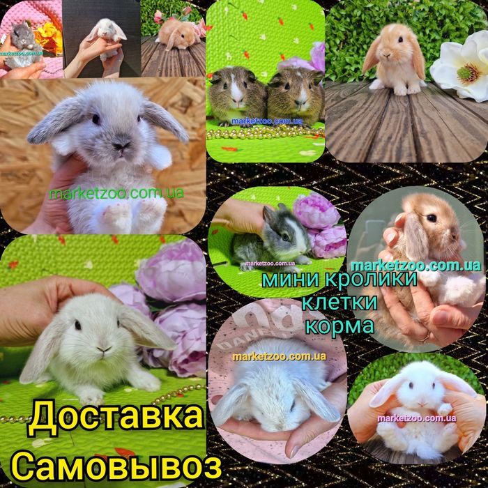Мини мiнi mini lop карликовые кролики карликовий кролик