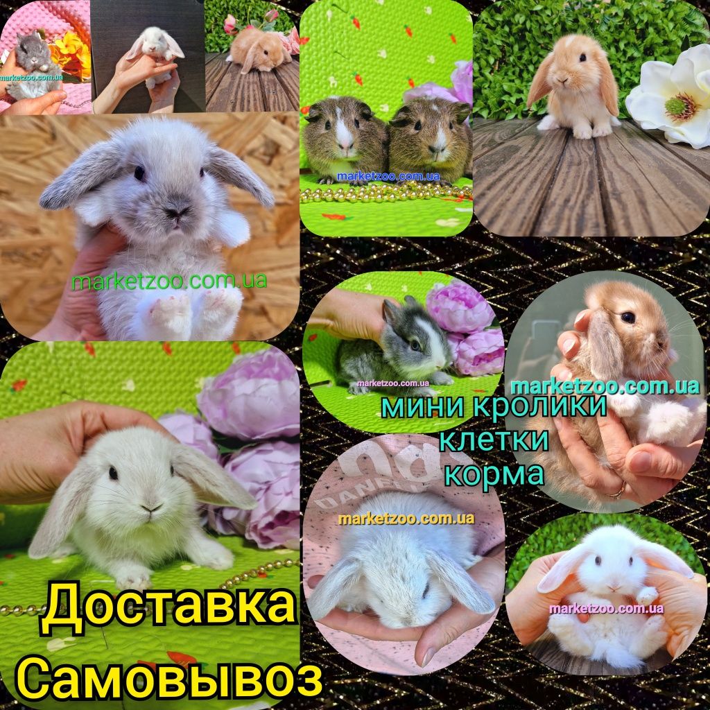 Мини мiнi mini lop карликовые кролики карликовий кролик