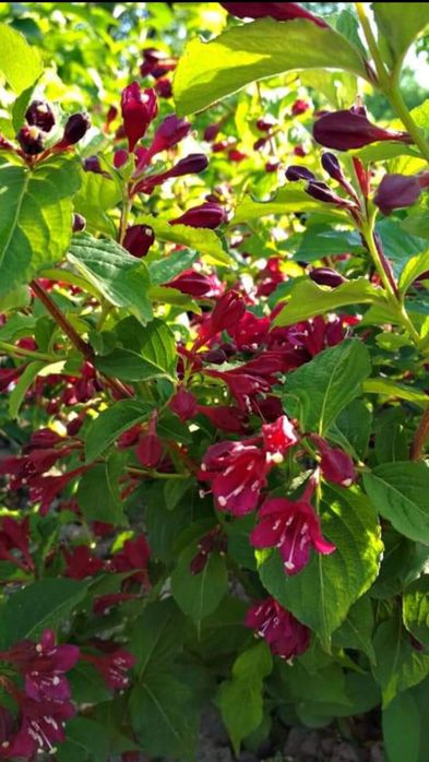 Вейгела Брістол Рубі.