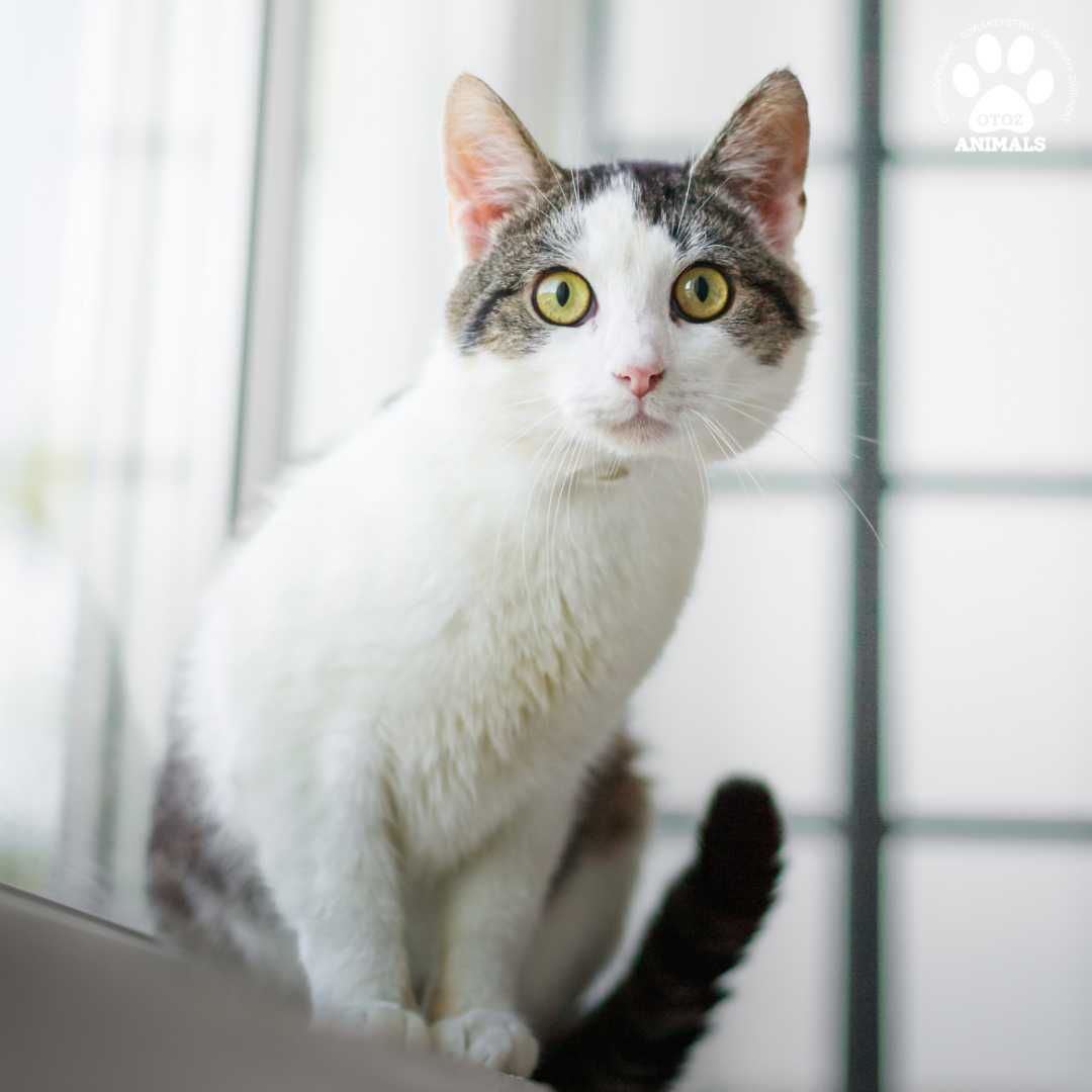 Przekochany kocurek Jędruś do adopcji!
