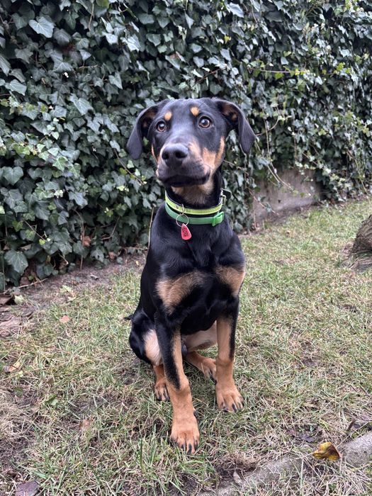 Pies, szczeniak po dobermanie