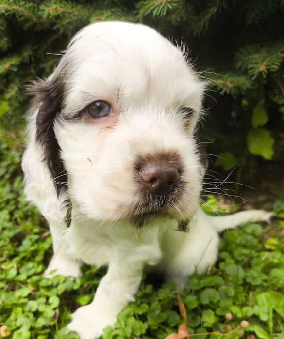 Cocker Spaniel Angielski-suczka Yoda Gdowska Wataha