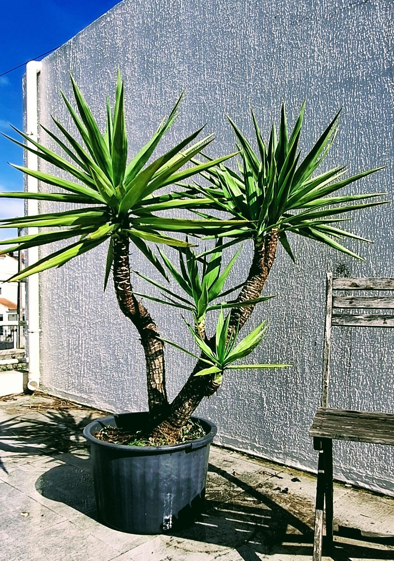 Planta Yucca  em vaso