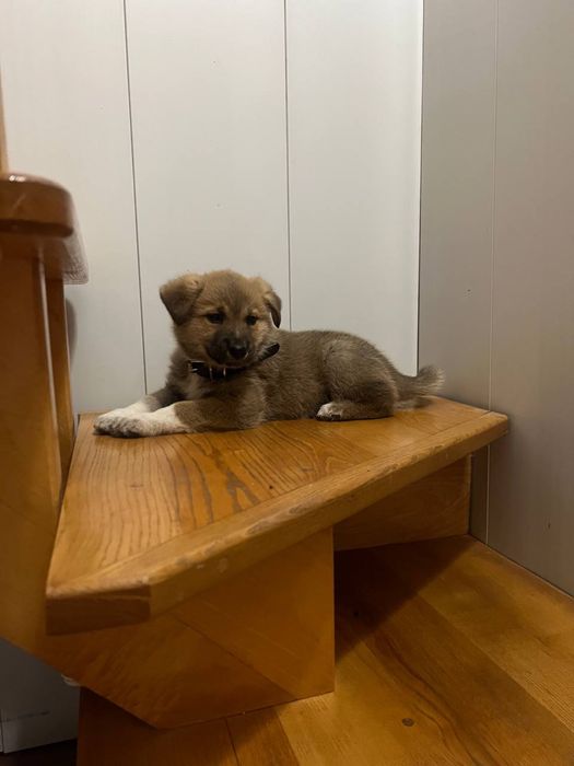 Відам цуцика в хороші руки