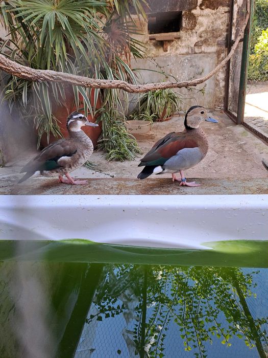 Casal de Patos Ring Teal