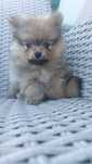 Pomeranian boo aktualne