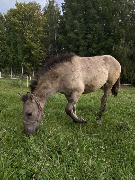 sprzedam ogierka rasy konik polski