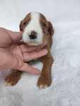 Irishdoodle  F1b Standard Boy