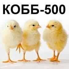 Инкубационное яйцо бройлер Кобб 500