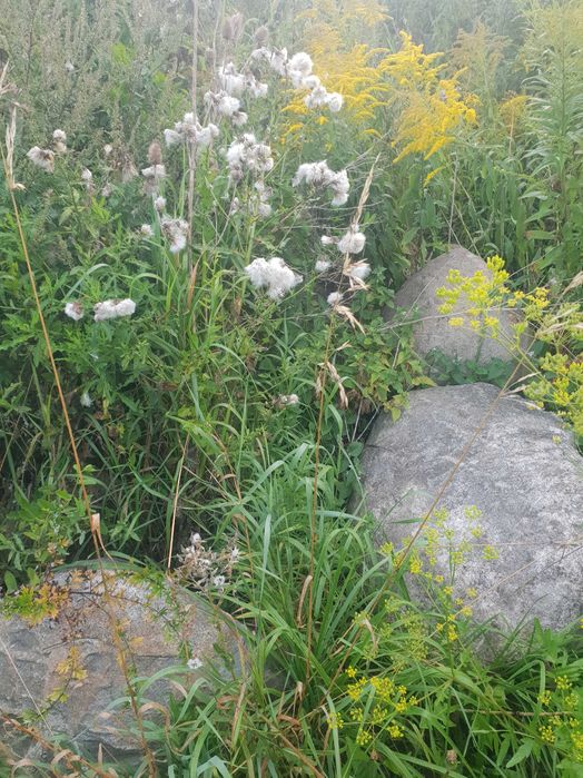 Kamienie polne duże głazy ładne około 120 ton kamieni