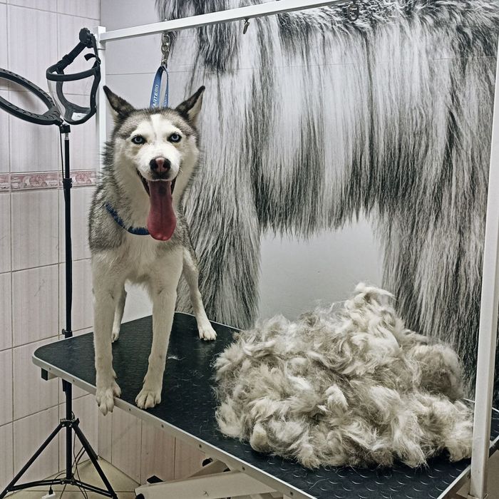 Стрижка собак и кошек