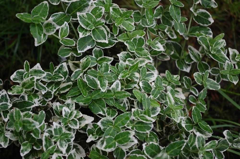 Trzmielina Fortune'a 'Emerald Gaiety' Euonymus 06