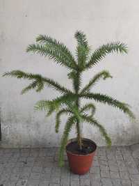 Pinheiro brasileiro(Araucaria angustifolia)
