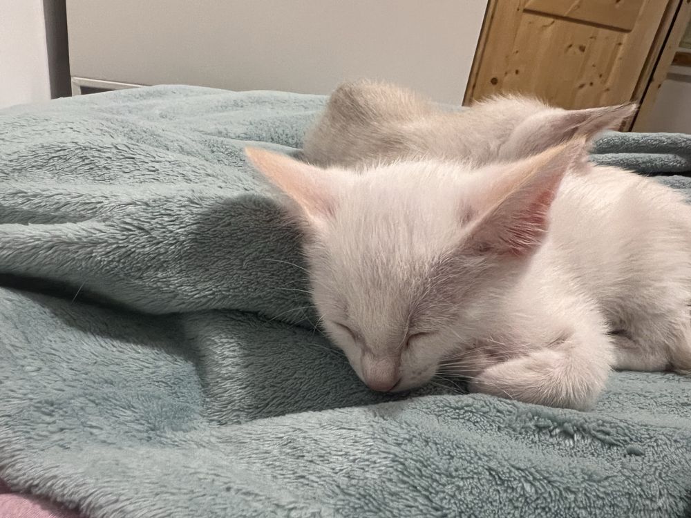 Gatinhos para adopção