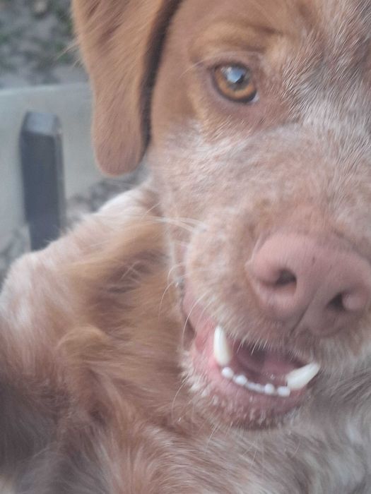 Dá-se cao muito meigo - reservado