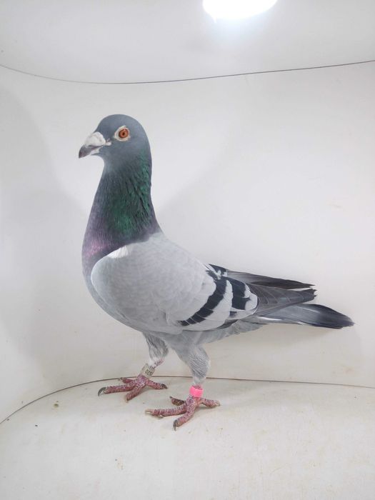 Gołębie pocztowe- lotowane samczyki