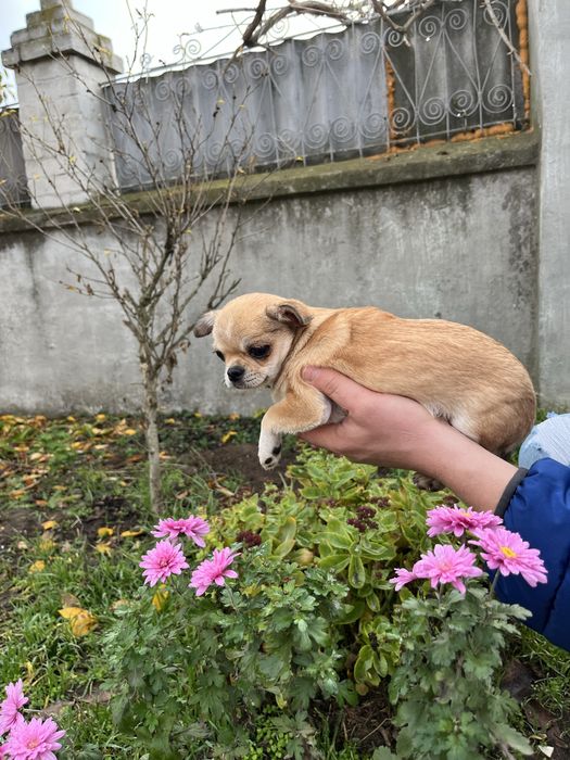 Чіхуахуа дівчинка