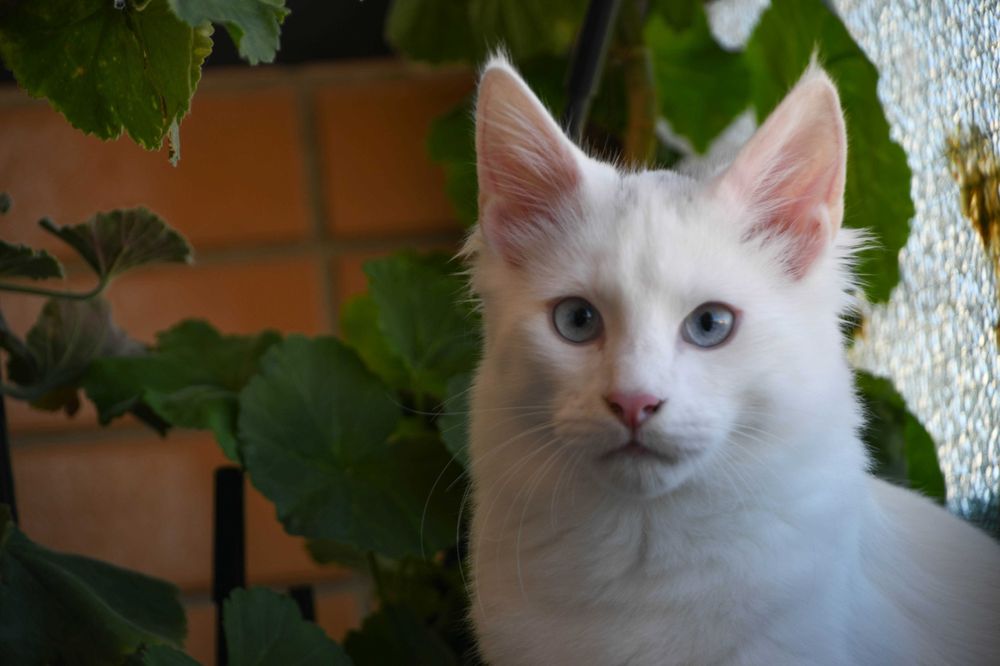 Bernardim: gatinho Angorá turco branco e de olhos azuis. Boa audição