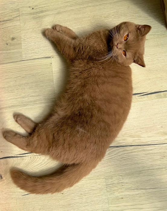 Gata canela british shorthair