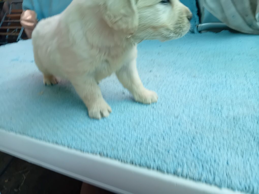 Golden retriver macho