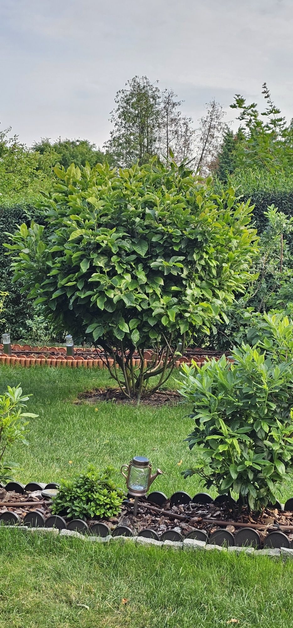 Magnolia duży krzak złożony z dwóch odmian 180 cm