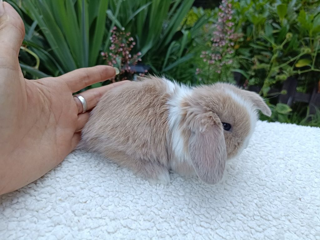 Mini Lop samiczka RADOM hodowla