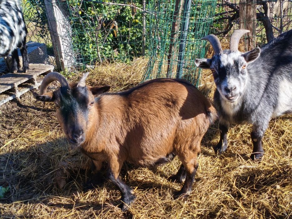 Vendo cabra anã prenha