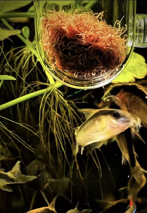 Aquário- Alimentado de vidro. NOVO