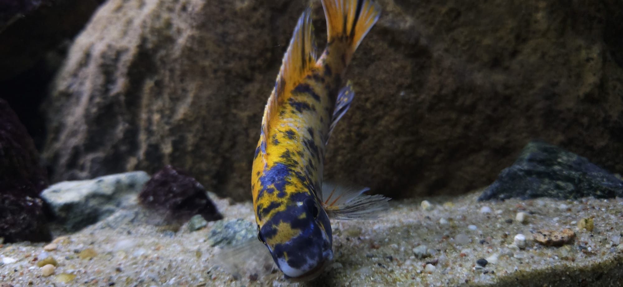 Labeotropheus trewavasae Border MC / OB