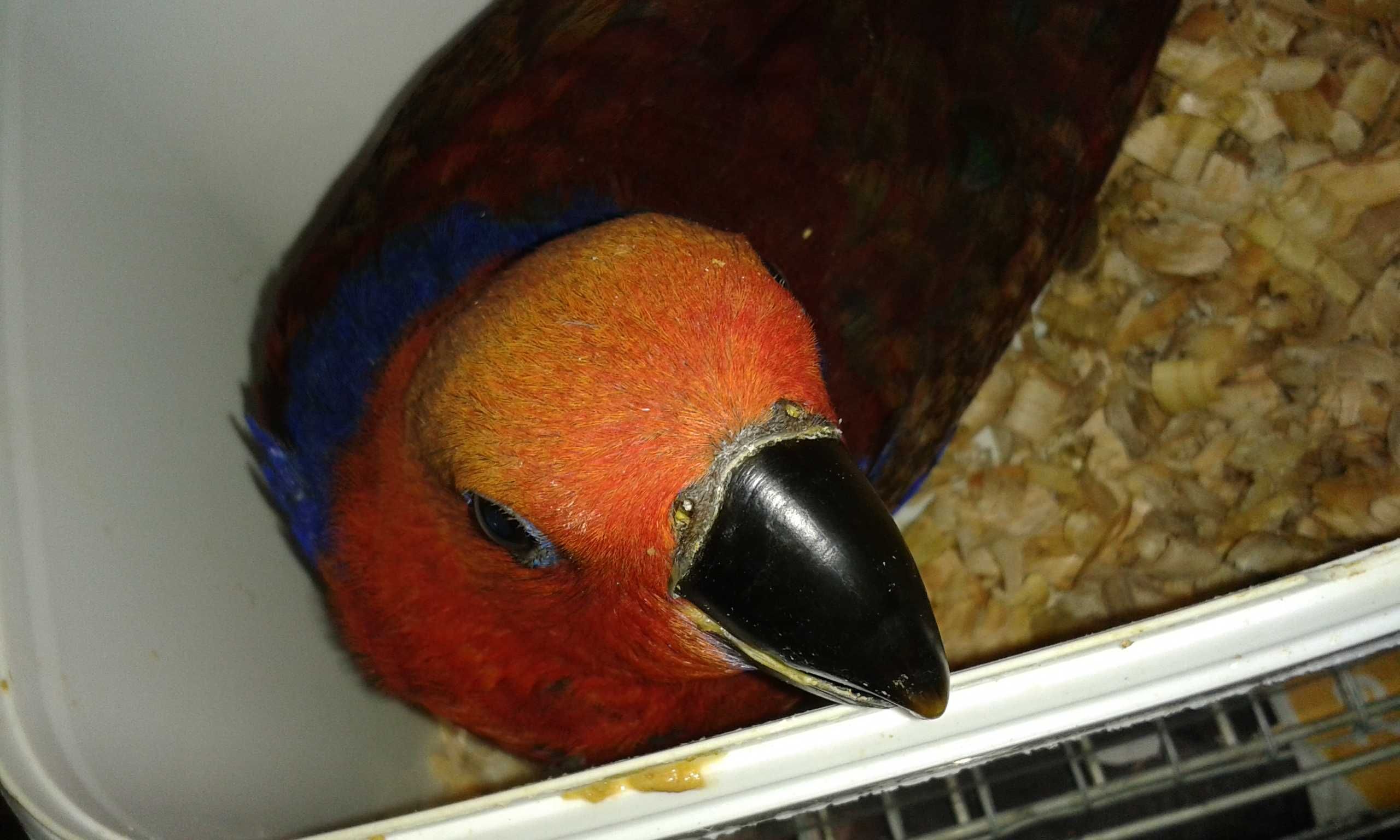 Papagaios Ecletus Roratus casal