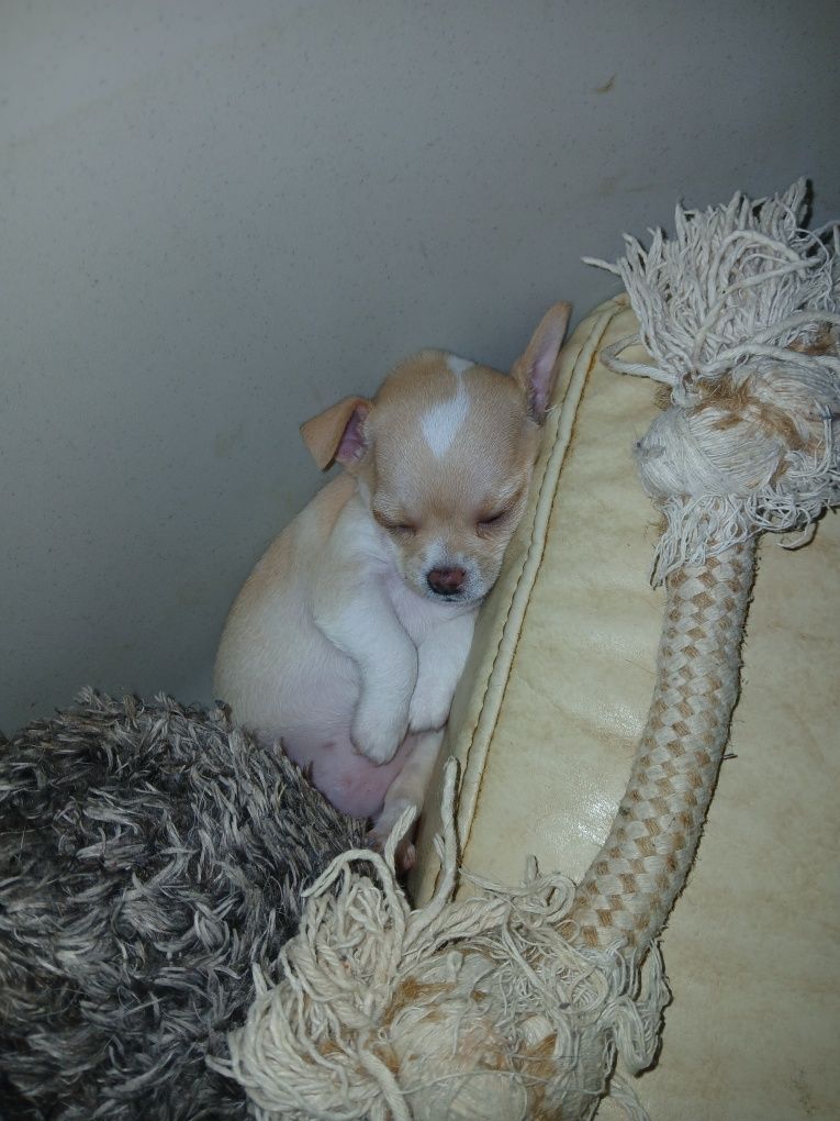 Chihuahua fêmea pequenina