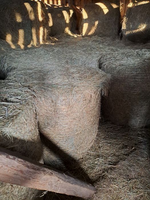 Siano w belach 2025r