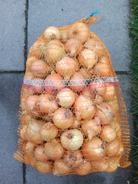 Cebula wolska  nie fazerowana
