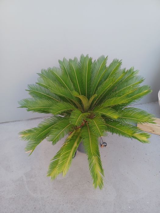 Vende-se planta cica