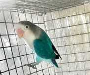 Agapornis Fischeris e Personatus